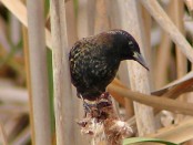 Varillero ala amarilla/Yellow-winged Blackbird
