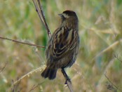 Varillero ala amarilla/Yellow-winged Blackbird