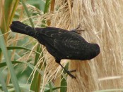 Varillero ala amarilla/Yellow-winged Blackbird