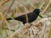 Varillero ala amarilla/Yellow-winged Blackbird