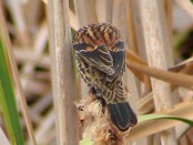 Varillero ala amarilla/Yellow-winged Blackbird