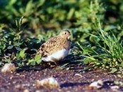 Agachona/Least Seedsnipe