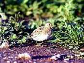 Agachona/Least Seedsnipe