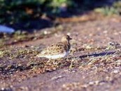 Agachona/Least Seedsnipe