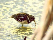 Aguatero/South American Painted-Snipe