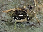 Aguatero/South American Painted-Snipe