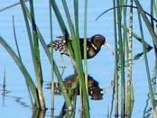 Aguatero/South American Painted-Snipe