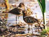 Aguatero/South American Painted-Snipe