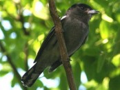 Anambé común/White-winged Becard