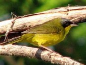 Arañero cara negra/Masked Yellowthroat Arañero cara negra/Masked Yellowthroat
