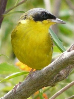 Arañero cara negra/Masked Yellowthroat Arañero cara negra/Masked Yellowthroat