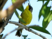 Arañero cara negra/Masked Yellowthroat Arañero cara negra/Masked Yellowthroat