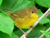 Arañero cara negra/Masked Yellowthroat Arañero cara negra/Masked Yellowthroat