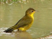 Arañero cara negra/Masked Yellowthroat Arañero cara negra/Masked Yellowthroat