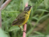 Arañero cara negra/Masked Yellowthroat Arañero cara negra/Masked Yellowthroat