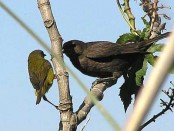 Arañero cara negra/Masked Yellowthroat