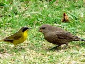 Arañero cara negra/Masked Yellowthroat