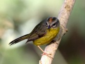 Arañero coronado chico/Golden-crowned Warbler