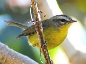 Arañero coronado chico/Golden-crowned Warbler