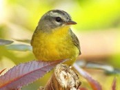 Arañero coronado chico/Golden-crowned Warbler