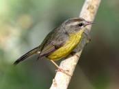 Arañero coronado chico/Golden-crowned Warbler