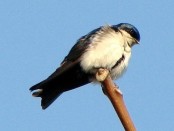 Golondrina arranquera/Blue-and-white Swallow