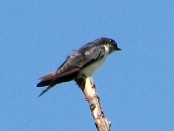 Golondrina arranquera/Blue-and-white Swallow