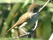 Barullero/Tawnt-crowned Pygmy-Tyrant