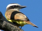 Benteveo común/Great Kiskadee