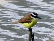 Benteveo común/Great Kiskadee