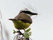 Benteveo común/Great Kiskadee