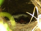 Benteveo común/Great Kiskadee