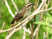 Benteveo rayado/Streaked Flycatcher