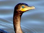 Biguá/Neotropic Cormorant