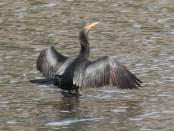 Biguá/Neotropic Cormorant
