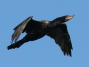 Biguá/Neotropic Cormorant