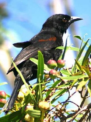 Boyerito/Epaulet Oriole Boyerito/Epaulet Oriole