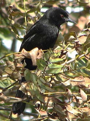 Boyerito/Epaulet Oriole Boyerito/Epaulet Oriole