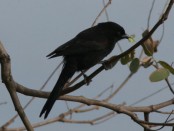 Boyerito/Epaulet Oriole Boyerito/Epaulet Oriole