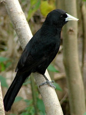 Boyero negro/Solitary Cacique