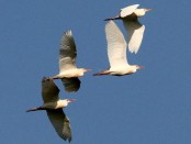 Garcita bueyera/Cattle Egret