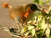 Burrito común/Rufous-sided Crake