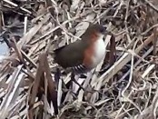 Burrito común/Rufous-sided Crake