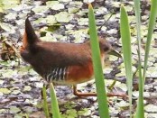 Burrito común/Rufous-sided Crake
