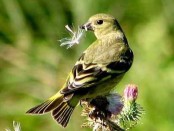 Cabecitanegra común/Hooded Siskin
