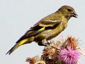 Cabecitanegra común/Hooded Siskin