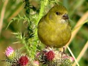 Cabecitanegra común/Hooded Siskin