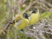 Cabecitanegra común/Hooded Siskin
