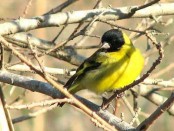 Cabecitanegra común/Hooded Siskin