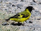 Cabecitanegra común/Hooded Siskin